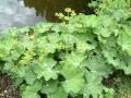 Alchemilla mollis